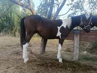 فرس, Kyrgyz Horse — الصورة 4