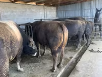 公牛, Swiss cattle — 照片 2