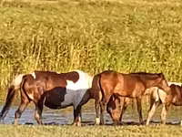 Yegua, Caballos — foto 2