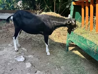 تيس, Alpine goat — الصورة 3