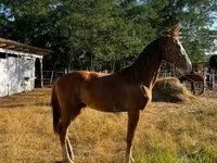 فرس, Dutch warmblood horse — الصورة 5