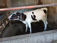 ثور, Swiss cattle — الصورة 2