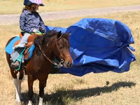Horse (M), Pinto horses — photo 6