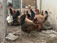 Chickens — 照片 2