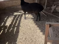 Ram, Rhon sheep — photo 2