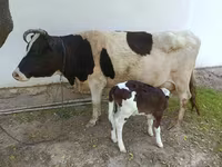 Cow, Simmental cattle — photo 1