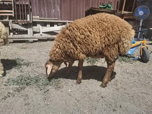 Sheep, Sheep