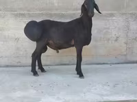 Carnero, Hissar sheep — foto 3