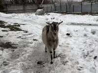 Goat, Alpine goat — photo 3