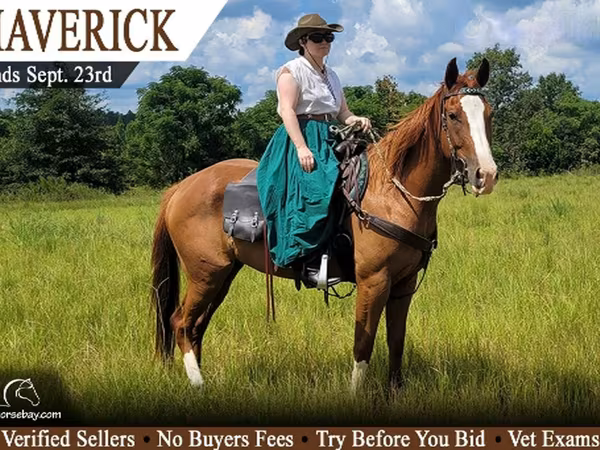Horse (M), Quarter Horse