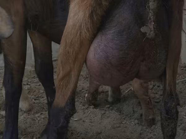 Коза, Чешская бурая коза