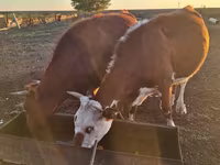 بقرة, Simmental cattle — الصورة 1