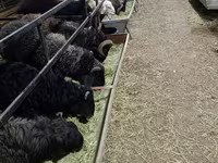 公羊, Sheep — 照片 1