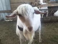 Cabra, Cabras — foto 4