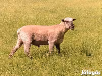Carnero, Shroshire sheep — foto 3