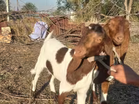 Ziege, Kamori goats — Foto 3