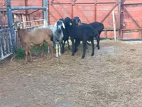 Widder, Hissar sheep — Foto 1