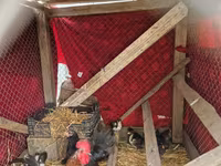 Chickens — photo 3