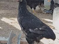 Chickens — Foto 1