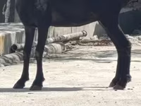 Cabra, Cabras — foto 1