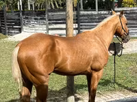 Horse (M), Quarter Horse — photo 1