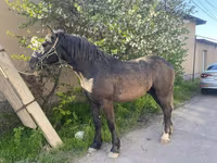 Horse (M), Kustanai horse — photo 3