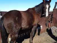 Hengst, Arabian horse — Foto 1