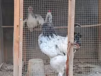 براهما — الصورة 2