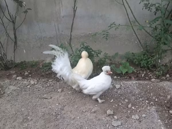 ياباني بانتام