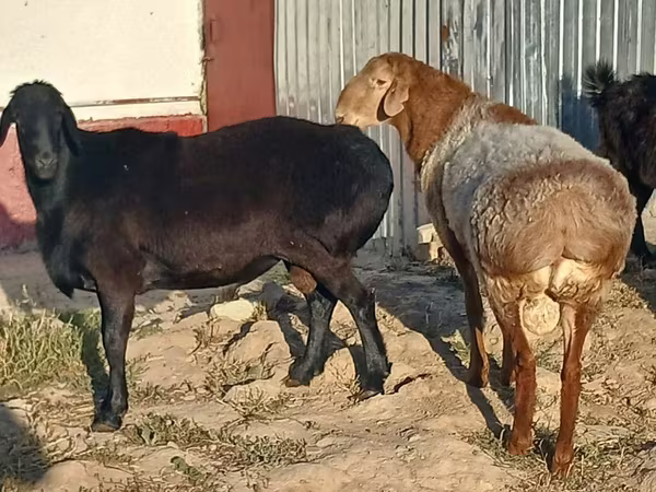 Ram, Tian-Shan semifinewool sheep