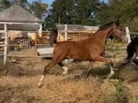حصان, Dutch warmblood horse — الصورة 4