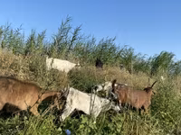 Cabra, Czech Brown Shorthaired goats — foto 3