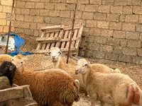 Sheep, Apsheron sheep — photo 6