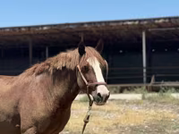 Caballo, Kazakh horse — foto 5