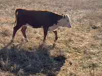 Kuh, Simmental cattle — Foto 3