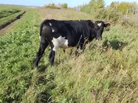 Bull, Russian Black pied cattle — photo 1