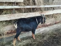 Carnero, Romanov sheep — foto 4