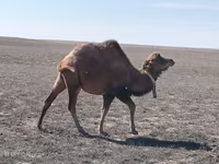 ऊँट, Kazakh Bactrian camel — फ़ोटो 1