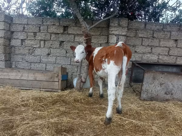 Cow, Simmental cattle