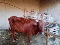 بقرة, الماشية — الصورة 4