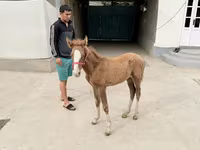 Yegua, Caballos — foto 1