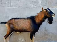 عنزة, Alpine goat — الصورة 3
