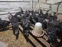 برونز — الصورة 1