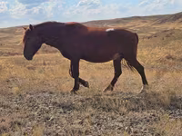 فرس, Kazakh horse — الصورة 3