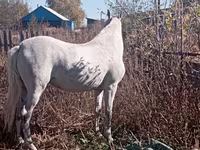 Stute, Orlov Trotter — Foto 3