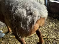 Ram, Arashan sheep — photo 3