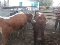 ثور, Simmental cattle — الصورة 4