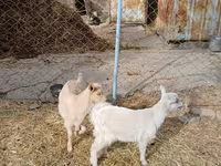Cabra, Saanen goat — foto 1