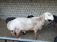 كبش, Edilbay sheep — الصورة 5