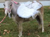 Mare, Miniature horse — photo 3